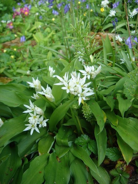 Allium ursinum